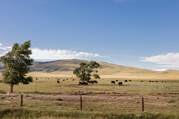 Black Cattle Grazing in a Wide Open Mountain Valley