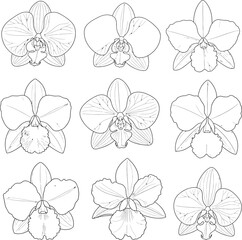 Obraz premium Set of nine detailed orchid flower illustrations rendered in a minimalist line art style perfect for botanical designs or elegant decorative elements