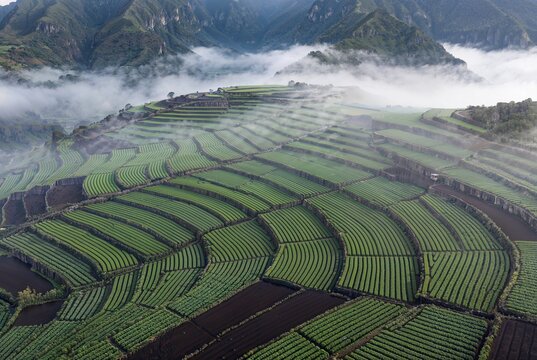 Aerial view of terraced rice fields with fog and mountains.