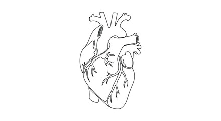 Fototapeta premium Line Art Human Heart Vector Illustration