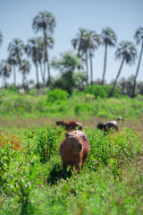 Pack of capybaras or carpinchos eating in El Palmar National Park © LautaroFederico
