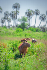 Pack of capybaras or carpinchos eating in El Palmar National Park © LautaroFederico