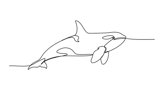 Orca whale swimming, minimalist single line art, marine wildlife