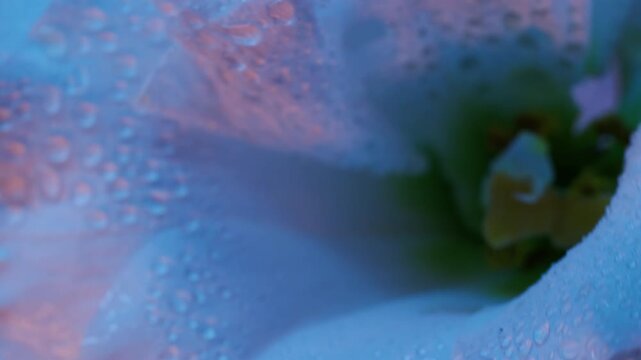 Vertical video. Liquid flower. Wet petals. Defocused blue neon color plant eustoma nature botany drop on abstract tropical art background.