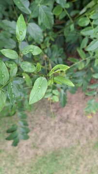 Fresh Green Katuk Leaves with Raindrops in Tropical Garden for Healthy Vegetable and Herbal Medicine Concept