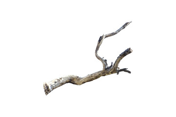 Obraz premium A dry tree branch with intricate shapes and textures is isolated against a white background, showcasing its natural beauty and unique form