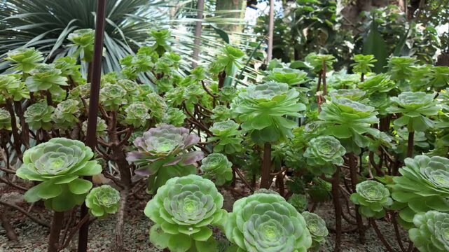 A lush cluster of Aeonium (Aeonium arboreum) succulents growing in a garden setting, featuring symmetrical rosettes of smooth, spoon-shaped green leaves arranged atop slender, woody stems.