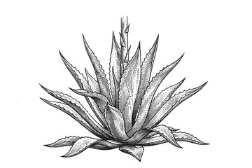 Fototapeta premium Blue Agave Succulent Plant with Spiky Leaves Illustration