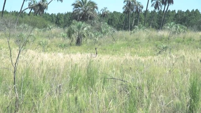 Hidden ostrich on the grass in the wind with
