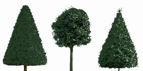 Three stylized evergreen trees isolated on a white background © Barsha