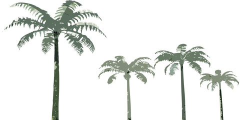 A group of slender palm trees against a plain white background © Barsha