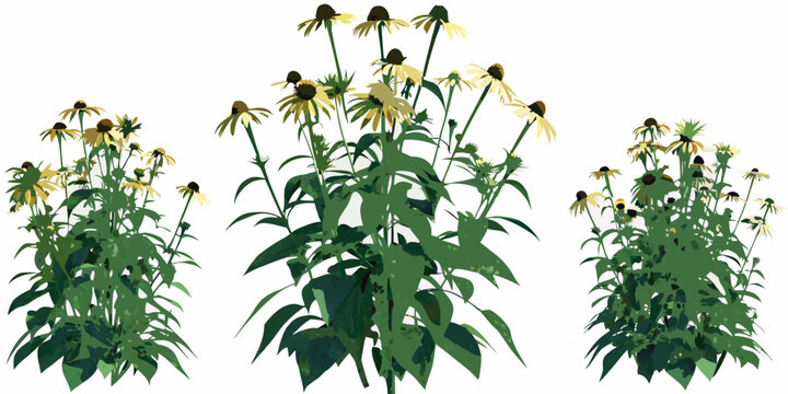 A collection of vibrant black eyed susan flowers and green foliage