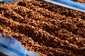 Close up of coffee beans drying in the sun