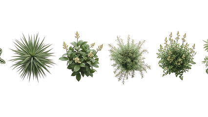 Fototapeta premium Assortment of green plants with white background foliage