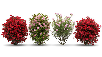 Four flowering bushes red pink blooms white background
