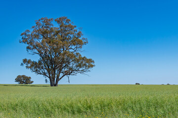 Scenic countryside around Lake Rowan in Victoria