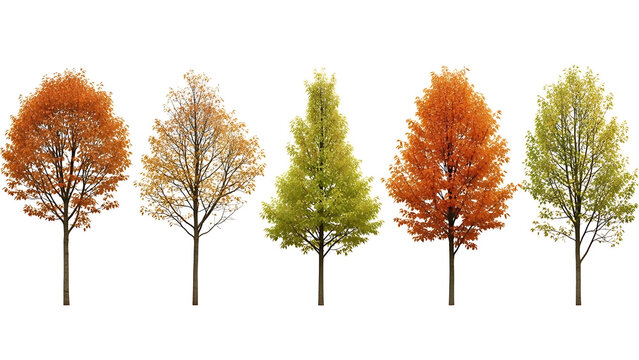 Five deciduous trees in autumn colors on white background