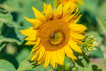 Obraz premium Honey Bees in the Heart of Summer Sunflowers
