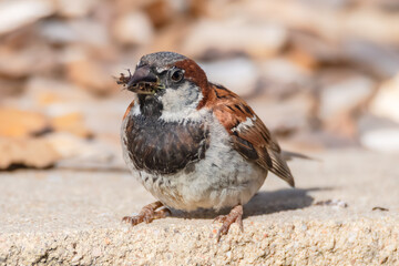 Male House sparrow in the backyard catching the insects