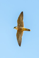 The beautiful patterns on an adult Peregrine Falcon flying in the blue sky.