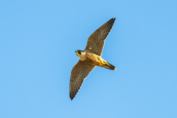The beautiful patterns on an adult Peregrine Falcon flying in the blue sky.