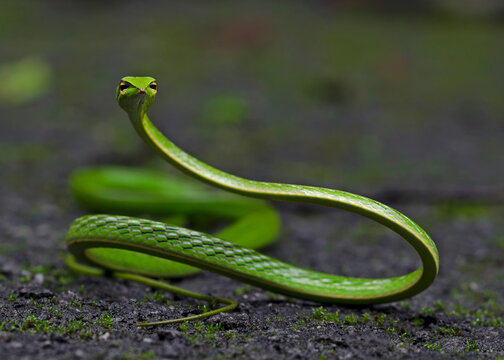 Green Vine Snake (Ahaetulla) on Forest Floor &ndash; Slender Arboreal Reptile Wildlife Portrait
