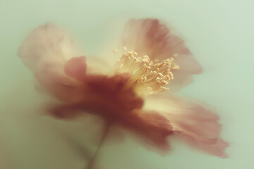 花, 背景素材, 抽象, ニュアンス, シック, テクスチャ, 植物, ボタニカル, 背景, 幻想的, エレガント, コピースペース, アンティーク, 綺麗, 柔らかい, 光, シャドウ, 質感, くすみカラー, モダン, デザイン素材, ラグジュアリー, 芸術的, 壁紙, インテリア, ブランディング, 広告素材, ミニマリズム, 洗練, 繊細, 儚い, 癒し, ウェディング, ライフスタイル,