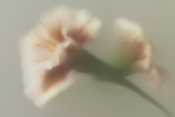 花, 背景素材, 抽象, ニュアンス, シック, テクスチャ, 植物, ボタニカル, 背景, 幻想的, エレガント, コピースペース, アンティーク, 綺麗, 柔らかい, 光, シャドウ, 質感, くすみカラー, モダン, デザイン素材, ラグジュアリー, 芸術的, 壁紙, インテリア, ブランディング, 広告素材, ミニマリズム, 洗練, 繊細, 儚い, 癒し, ウェディング, ライフスタイル,
