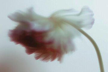 花, 背景素材, 抽象, ニュアンス, シック, テクスチャ, 植物, ボタニカル, 背景, 幻想的, エレガント, コピースペース, アンティーク, 綺麗, 柔らかい, 光, シャドウ, 質感, くすみカラー, モダン, デザイン素材, ラグジュアリー, 芸術的, 壁紙, インテリア, ブランディング, 広告素材, ミニマリズム, 洗練, 繊細, 儚い, 癒し, ウェディング, ライフスタイル,