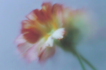 花, 背景素材, 抽象, ニュアンス, シック, テクスチャ, 植物, ボタニカル, 背景, 幻想的, エレガント, コピースペース, アンティーク, 綺麗, 柔らかい, 光, シャドウ, 質感, くすみカラー, モダン, デザイン素材, ラグジュアリー, 芸術的, 壁紙, インテリア, ブランディング, 広告素材, ミニマリズム, 洗練, 繊細, 儚い, 癒し, ウェディング, ライフスタイル,