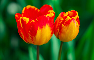 Fototapeta premium Tulips with soft light. Beautiful tulips in bloom. Tulips in a spring garden. Blooming tulips outdoors. Seasonal spring tulip flowers. Tulip petals.