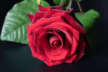 Beautiful red rose with green leaves on a dark background, showcasing vibrant colors and velvet texture in elegant lighting