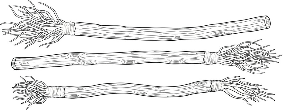 Three drawing depictions of miswak toothbrush sticks made from aromatic tree twigs are shown horizontally.