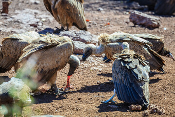 Vulture feast