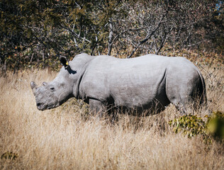 White Rhino
