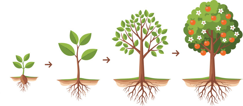 Plant growth stages illustration, seedling to mature fruit-bearing tree with arrows showing life cycle progression, educational biology artwork, flat vector illustration