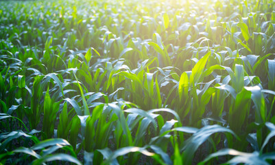 Green corn seedlings in rural farming landscape. Corn plants growing on the field. Young corn...