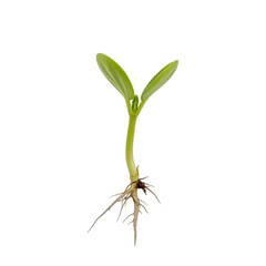 Obraz premium A vibrant seedling with visible roots and two leaves on transparent background