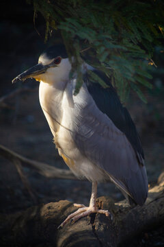 black crowned night heron standing on branch, close up