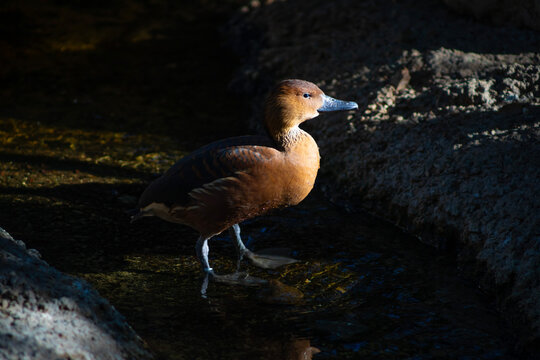 duck standing in shallow water, lit by sun beam