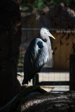 great blue heron bird on branch in shadow and sun