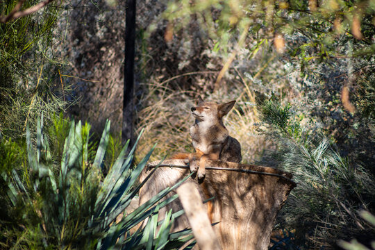 coyote sitting on tree stump in sunlight with paws crossed
