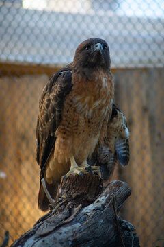 red tailed hawk perched on log, vertical