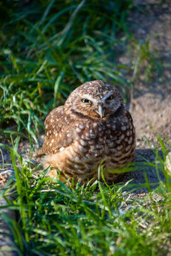 burrowing owl sitting in grass, vertical