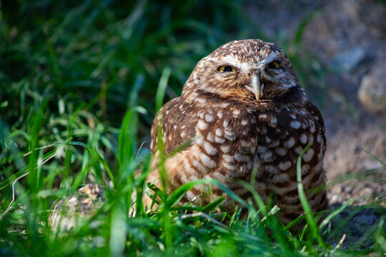 burrowing owl sitting in sunlit grass, looking at camera