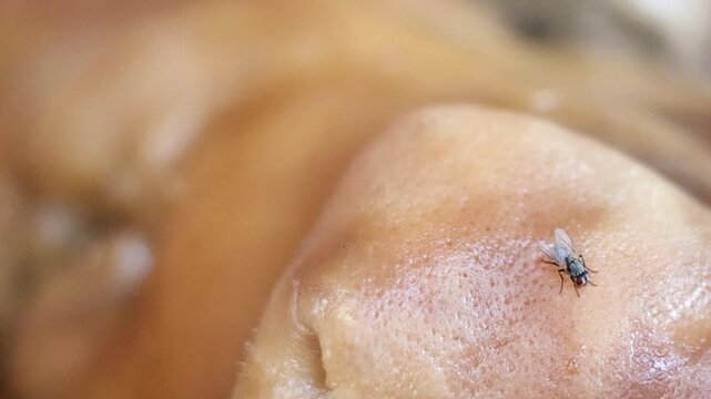 Extreme Macro Close-Up of a Fly Resting on Pig Skin