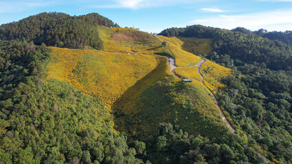 Aerial view of a mountain road along the Mexican sunflower field in Mae Hong Son, Thailand