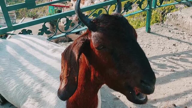 Domestic Goat Resting Near Green Fence Margalla Hills Islamabad