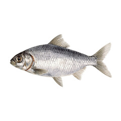 Obraz premium A silver fish with a black background