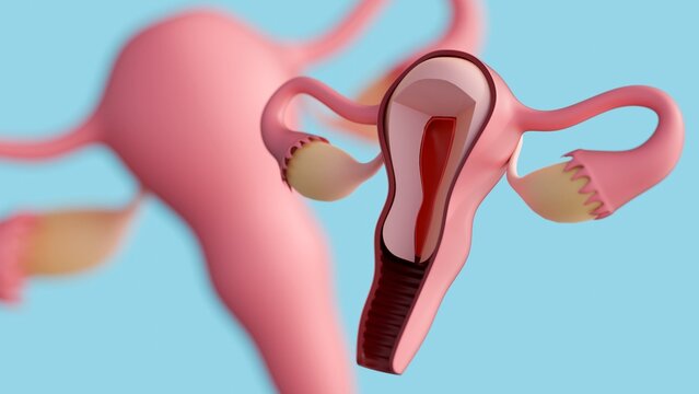 A 3D medical illustration of the female reproductive system, focusing on the internal anatomy of the uterus and its surrounding structures.
